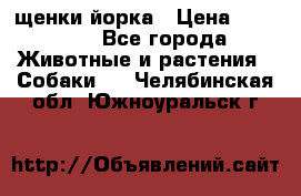 щенки йорка › Цена ­ 15 000 - Все города Животные и растения » Собаки   . Челябинская обл.,Южноуральск г.